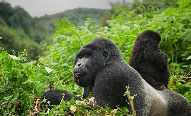 1 Day Gorilla Trekking Rwanda